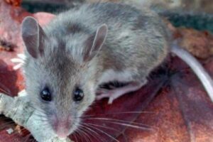 अगर घर में घूमते दिखाई देते हैं चूहे तो हो जाइए सावधान, इन बुरी चीजों का हो सकता है संकेत !