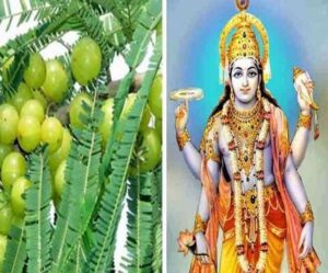 Akshay Navami 2022: जानिए इस दिन आंवले की पूजा का क्‍यों है इतना महत्‍व !